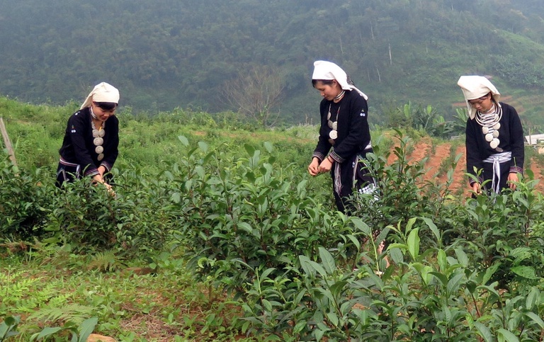 Thủ tục thành lập hộ kinh doanh Tuyên Quang để phát triển thương hiệu chè Shan Tuyết 